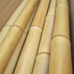 Canna bambù da costruzione secca: ø 7-8 cm - L.200 cm